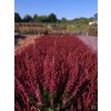 Calluna vulgaris Scarlett (2)