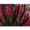 Calluna vulgaris Scarlett (4)