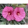 Ibišek bahenní SUMMERIFIC® 'Berry Awesome'- Hibiscus SUMMERIFIC® 'Berry Awesome'