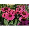 Echinacea Sunseekers Red (2)