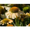 Echinacea Meditation Lime (1)