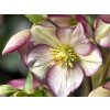 Čemeřice 'HGC® Ice Breaker Bonny' - Helleborus 'HGC® Ice Breaker Bonny'