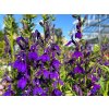 Lobelka 'Starship Blue' - Lobelia speciosa 'Starship Blue'