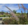 Pennisetum Rupelli