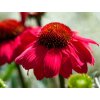 Třapatka nachová 'Flirty'- Echinacea purpurea 'Flirty'