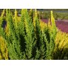 Calluna vulgaris Skyline Miami (1)