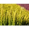 Calluna vulgaris Skyline Miami (4)