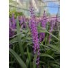 Liriope Royal Purple 2