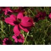 Cosmos Cherry Chocolate (2)