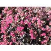 Sedum Dazzleberry (2)
