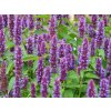 Agastache BEELICIOUS® 'Purple' PBR - Agastache BEELICIOUS® 'Purple' PBR