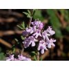 Mateřídouškovec vonný - Thymus capitatus