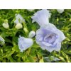 Zvonek lžičkolistý 'Elizabeth Oliver' - Campanula cochleariifolia 'Elizabeth Oliver'