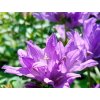 Zvonek klubkatý 'Freya' - Campanula glomerata 'Freya'