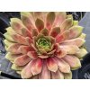 Netřesk BIG SAM® 'Red Mellow'- Sempervivum BIG SAM® 'Red Mellow'