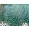 Schizachyrium 'Prairie Blues' - Schizachyrium scoparium 'Prairie Blues'