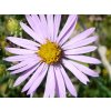 Hvězdnice hladká - Aster laevis