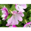 Prvosenka Sieboldova - Primula sieboldi