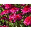 Echinacea Double Rose (4)