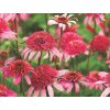 Třapatka 'Double Rose' - Echinacea 'Double Rose'