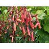 Phygelius rectus 'Candy Drops Tangerine'2