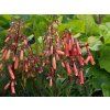 Phygelius rectus 'Candy Drops Tangerine'