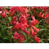 Dračík hartwegův 'Quartz Red' - Penstemon hartwegii 'Quartz Red'