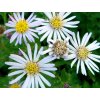 Hvězdnice 'Ashvi' - Aster ageratoides 'Ashvi'