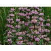 Sápa Russelova 'Amazone' - Phlomis russeliana 'Amazone'