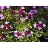 Mateřídouška longicaulis - Thymus longicaulis