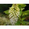 Mnohokvět 'Ice Queen' - Kniphofia 'Ice Queen'