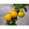 Citrus  'MYRTIFOLIA x LIMON'