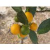 Citrus 'Procimequat'