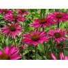 Třapatka 'Kismet® Raspberry' - Echinacea 'Kismet® Raspberry'