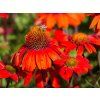Echinacea Kismet Intense Orange (6)