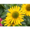 Třapatka 'Kismet® Yellow' - Echinacea 'Kismet® Yellow'
