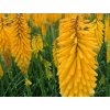 Mnohokvět 'Echo Mango' ® - Kniphofia 'Echo Mango' ®