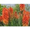 Mnohokvět 'Poco Sunset' - Kniphofia 'Poco Sunset'