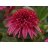Třapatka nachová Sombrero 'Double Pink' - Echinacea purpurea Sombrero 'Double Pink'