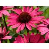 Třapatka nachová 'Summer Cloud®' - Echinacea purpurea 'Summer Cloud®'