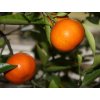 Mandarinka 'Satsuma x Clementina'