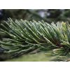 Borovice osinatá 'Jeff'