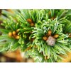 Borovice drobnokvětá 'Blue Dreamer'