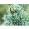 Borovice drobnokvětá 'Saphir'