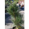Borovice červená 'State Trooper'  Pinus resinosa 'State Trooper'