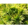 Borovice lesní 'Green Penguin'