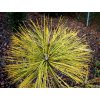 Borovice Jeffreyova 'Misty Lemon'