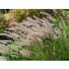 Dochan východní 'JS Dance with Me'® - Pennisetum orientale 'JS Dance with Me'®