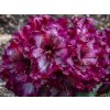 Rododendron 'Painted Purple'