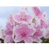 Rododendron 'Janet Ward'